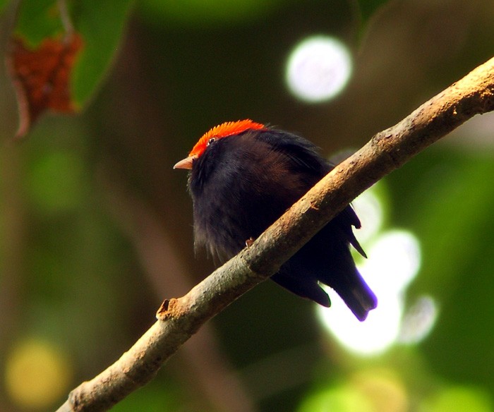 Red-headed Manakin - ML204891301