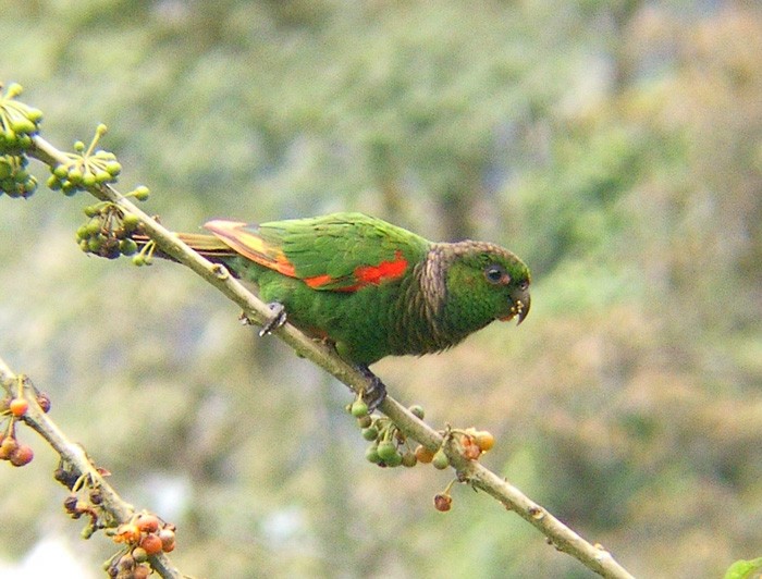 Maroon-tailed Parakeet (Choco) - ML204891331