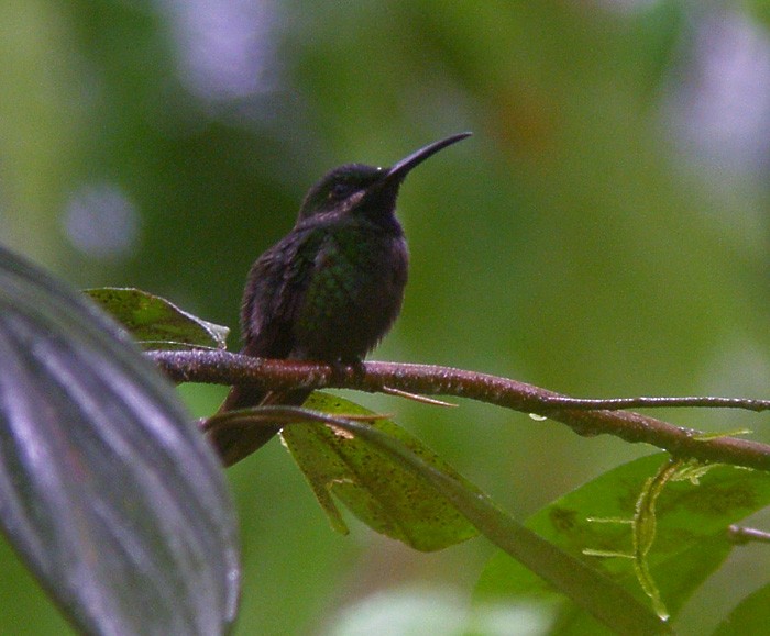 Black-throated Brilliant (Black-throated) - ML204891441