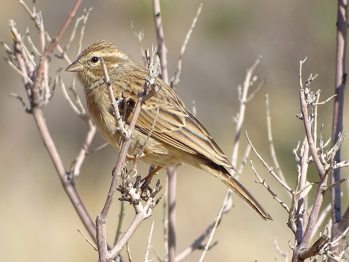 Lark-like Bunting - ML204891521