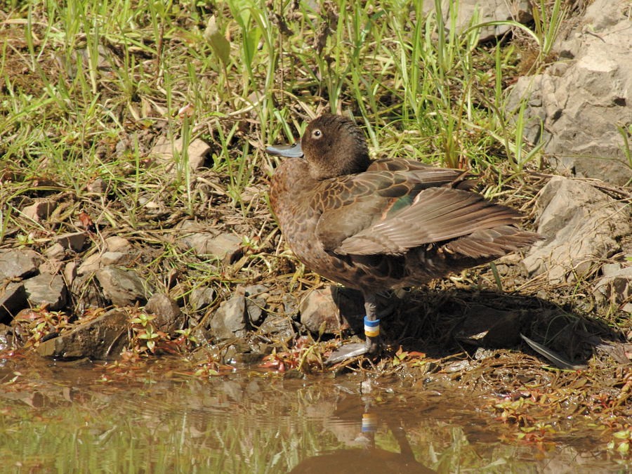 Brown Teal - Georges Olioso