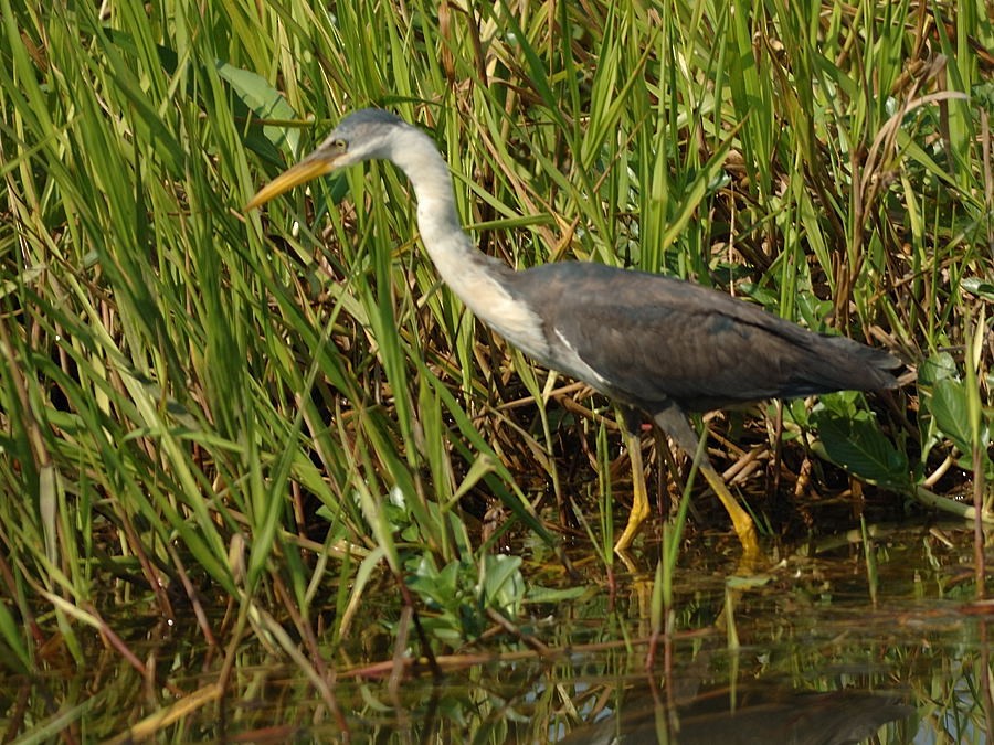 Pied Heron - ML204891801