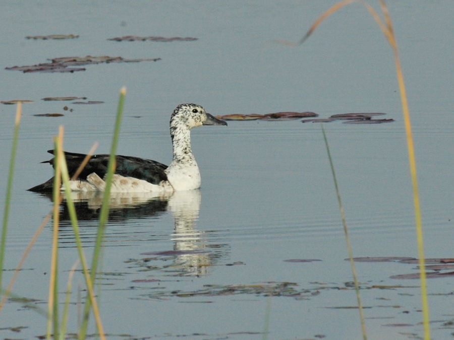 Knob-billed Duck - ML204891871