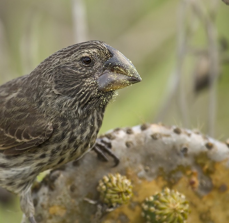 Large Ground-Finch - ML204892111