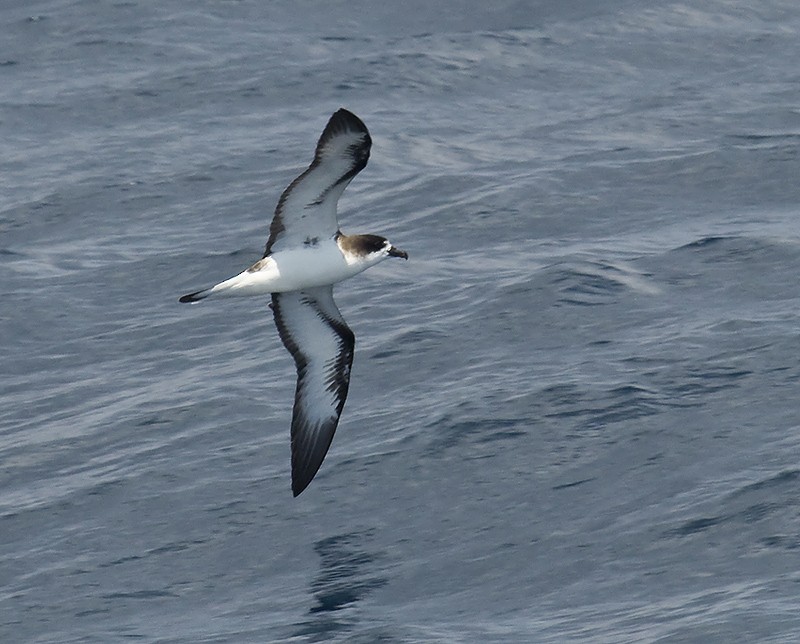 Galapagos Petrel - Dušan Brinkhuizen
