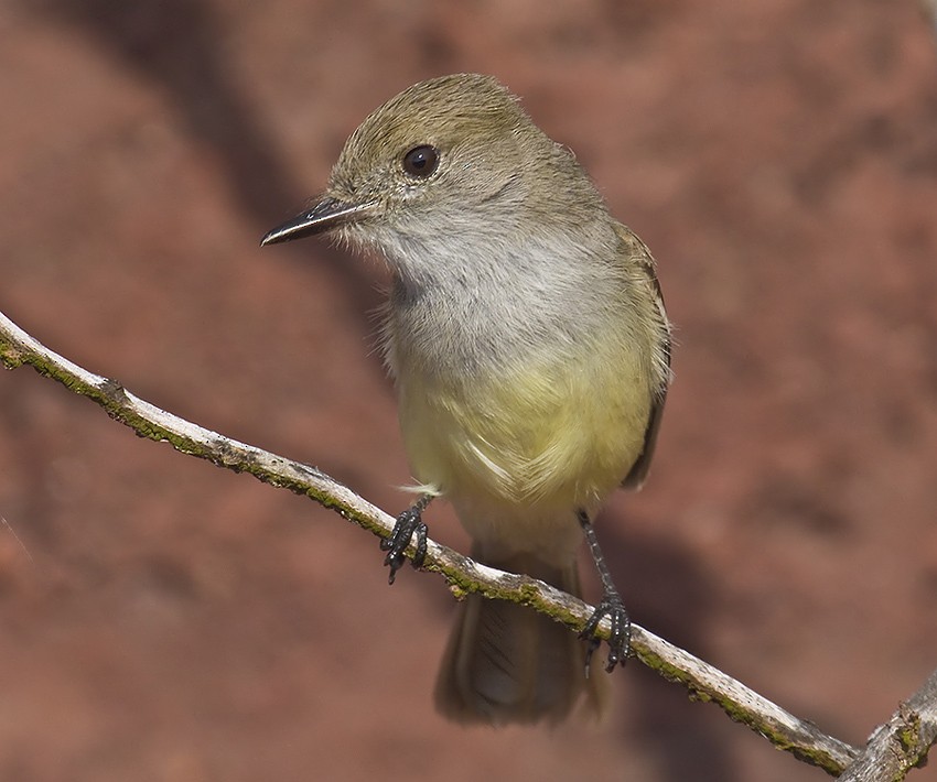 Tyran des Galapagos - ML204892151