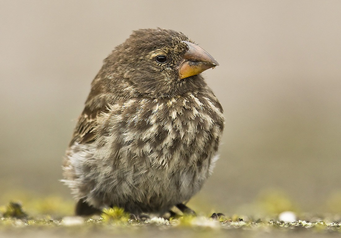 Medium Ground-Finch - Dušan Brinkhuizen