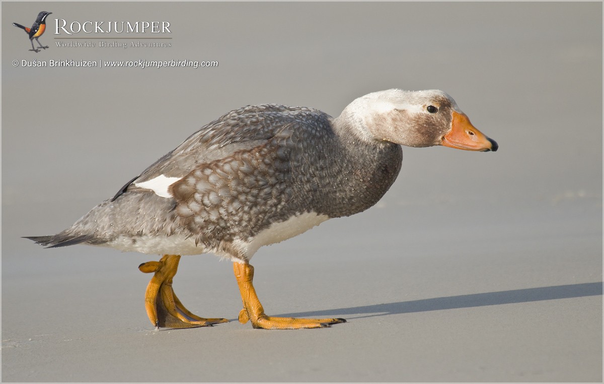 Falkland Steamer-Duck - ML204892651