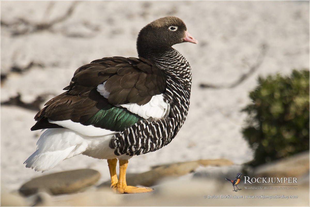 Kelp Goose - ML204892661