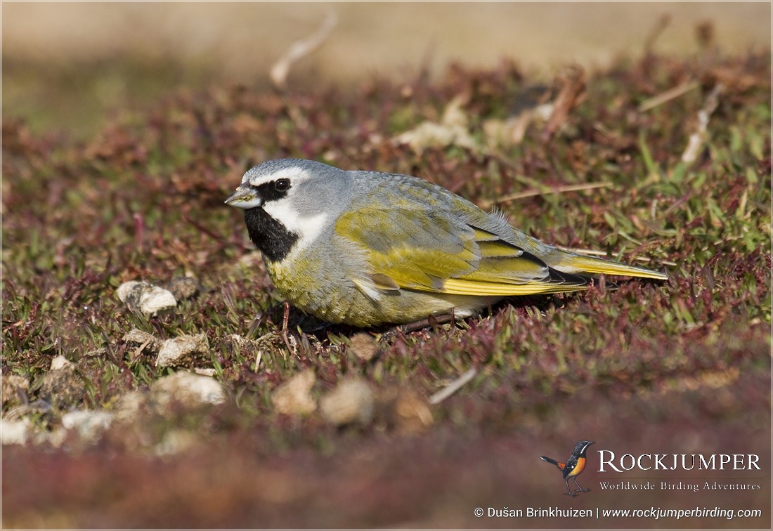 White-bridled Finch (Falkland) - ML204892681