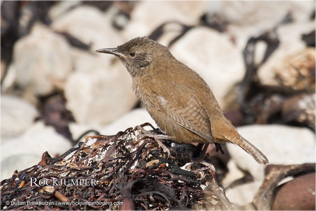 Cobb's Wren - ML204892691