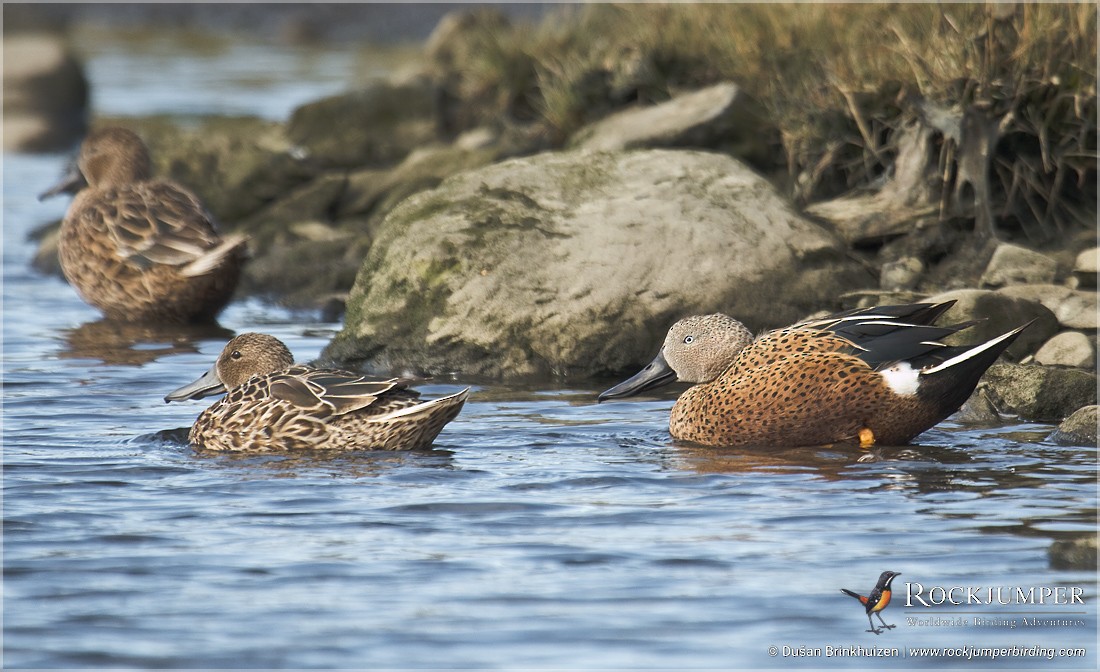 Red Shoveler - Dušan Brinkhuizen