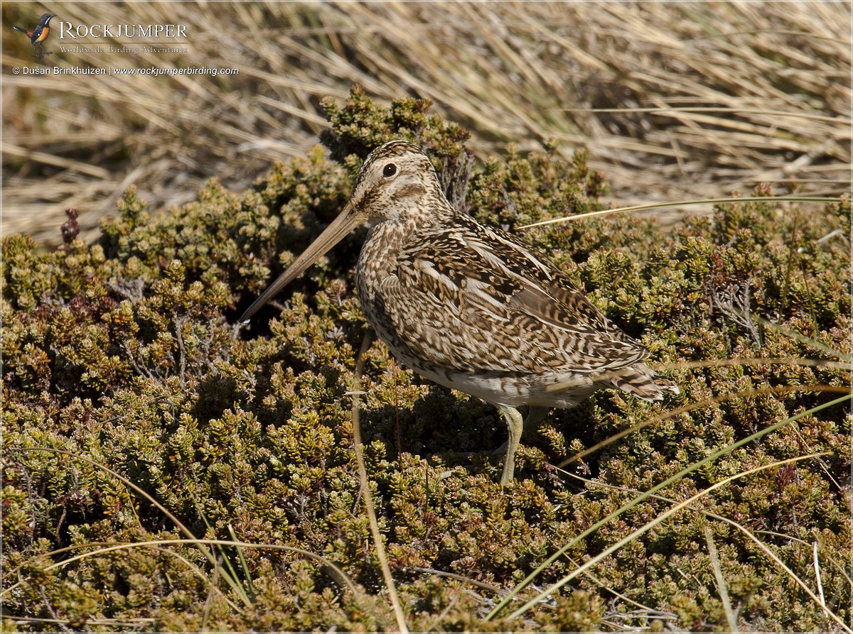 Magellanic Snipe - Dušan Brinkhuizen