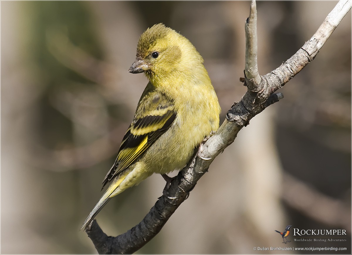 Black-chinned Siskin - ML204892871