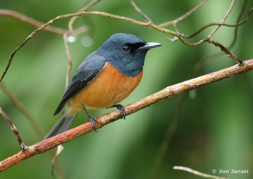 Vanikoro Flycatcher - Tom Tarrant