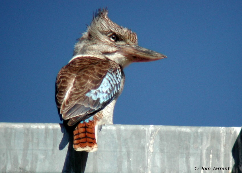 Blue-winged Kookaburra - ML204893331