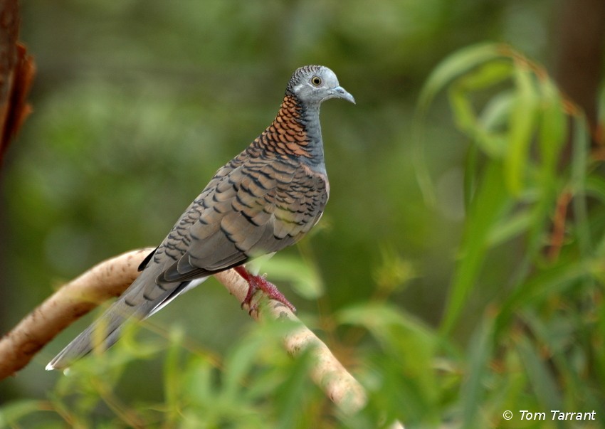 Bar-shouldered Dove - ML204893431