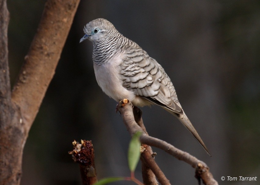 Peaceful Dove - ML204893451