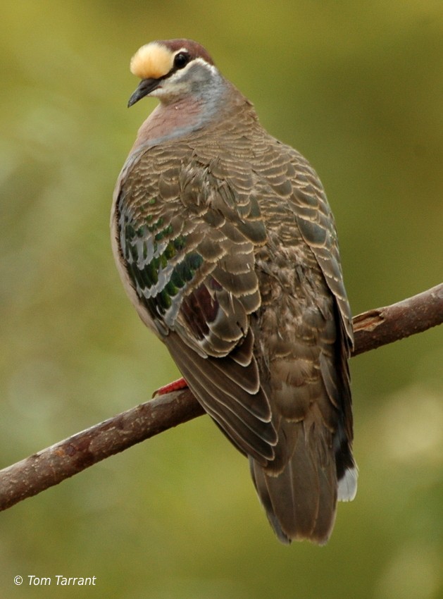 Common Bronzewing - ML204893481