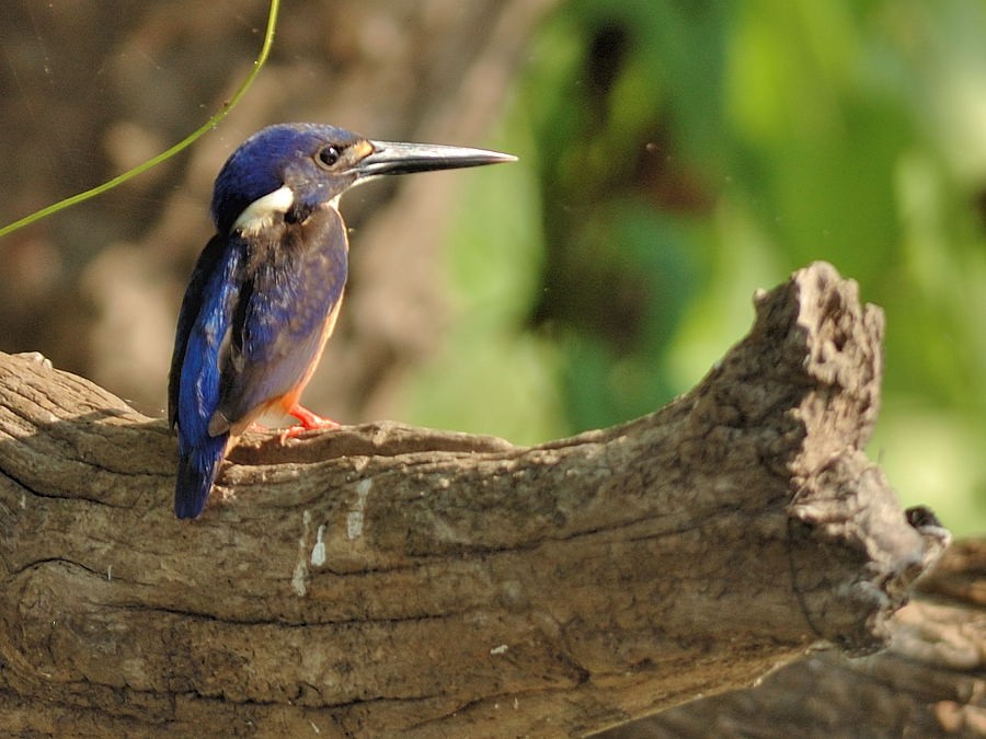 Azure Kingfisher - Georges Olioso