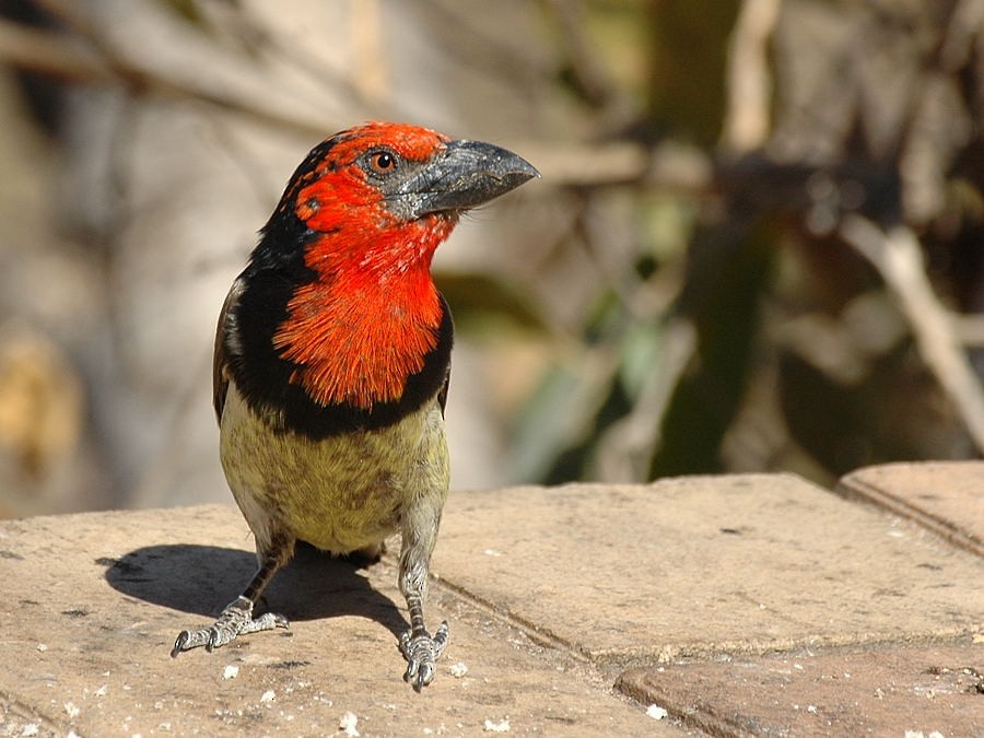 Black-collared Barbet - ML204893891