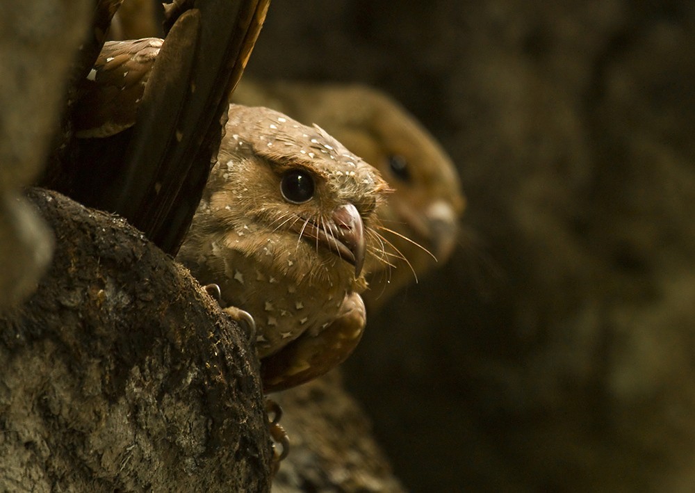 Oilbird - Dušan Brinkhuizen