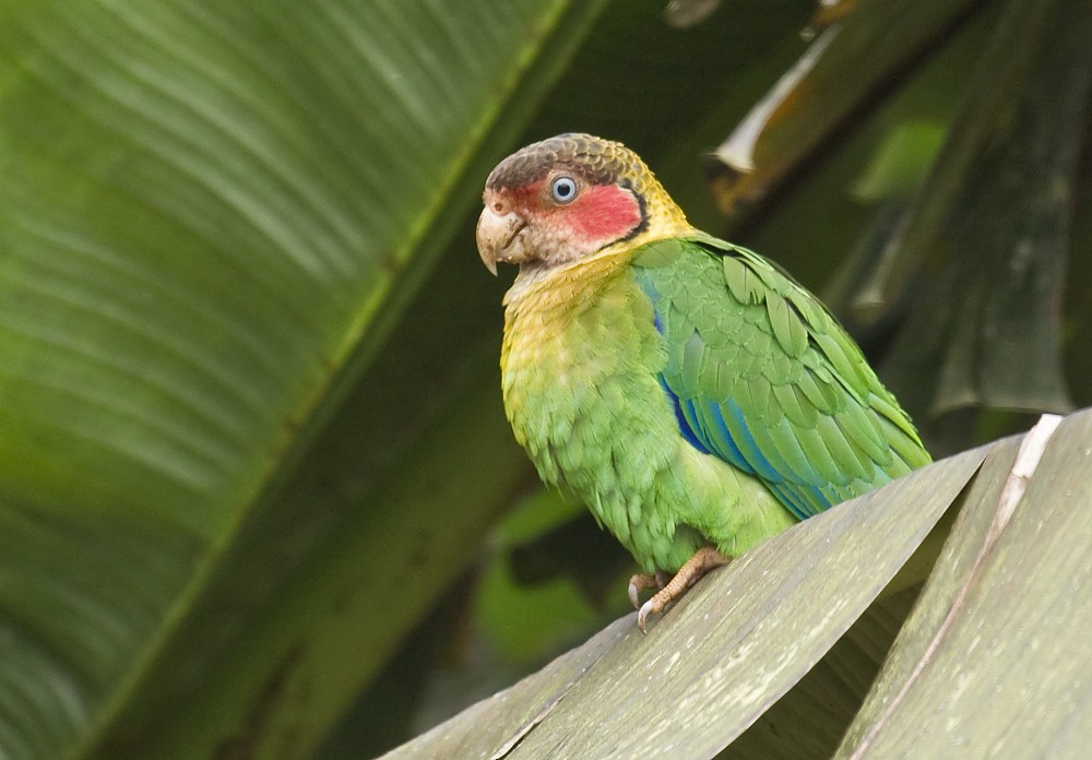 Rose-faced Parrot - Dušan Brinkhuizen