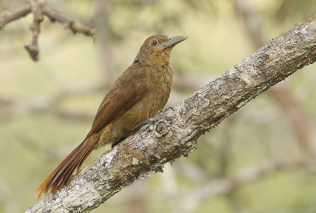 Cinnamon-throated Woodcreeper (devillei) - Dušan Brinkhuizen