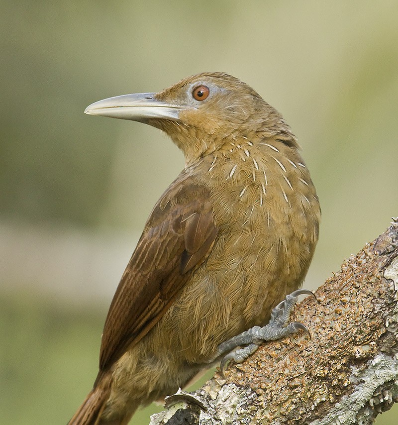 Cinnamon-throated Woodcreeper (devillei) - Dušan Brinkhuizen