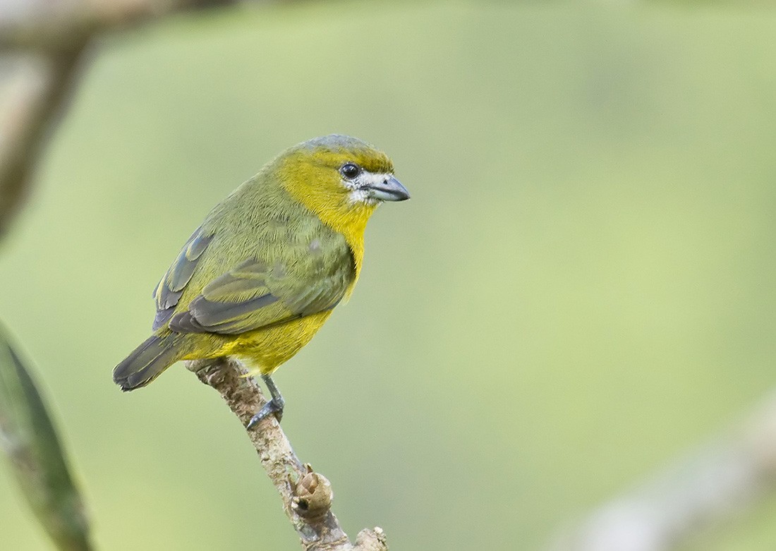 Golden-bellied Euphonia - ML204894321