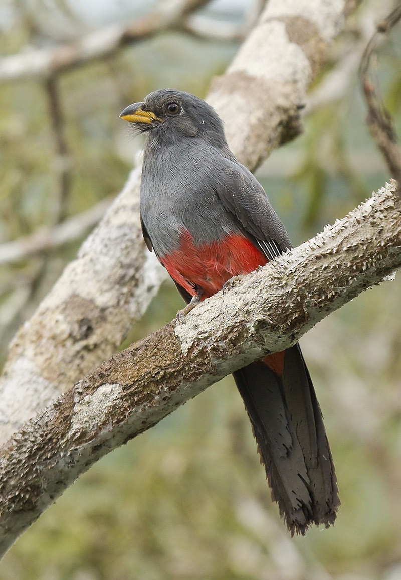 Trogón Colinegro Común (grupo melanurus) - ML204894351