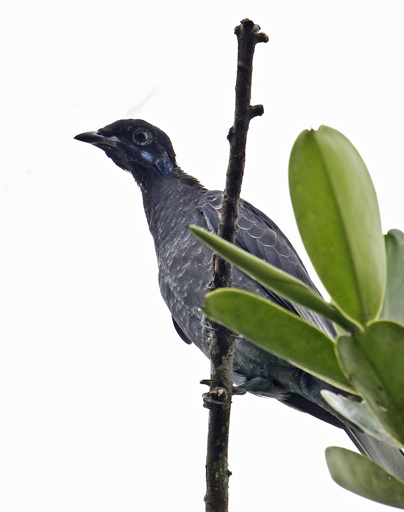 Bare-necked Fruitcrow - ML204894401