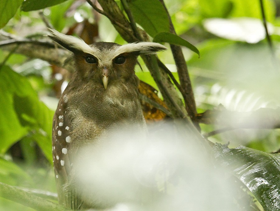 Crested Owl - ML204894451