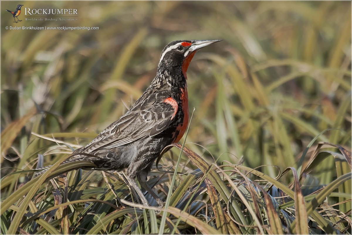 Long-tailed Meadowlark - ML204894541