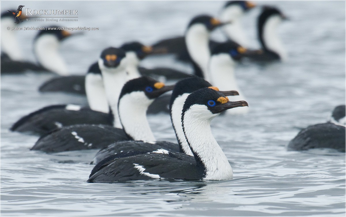 Antarctic Shag - ML204894571