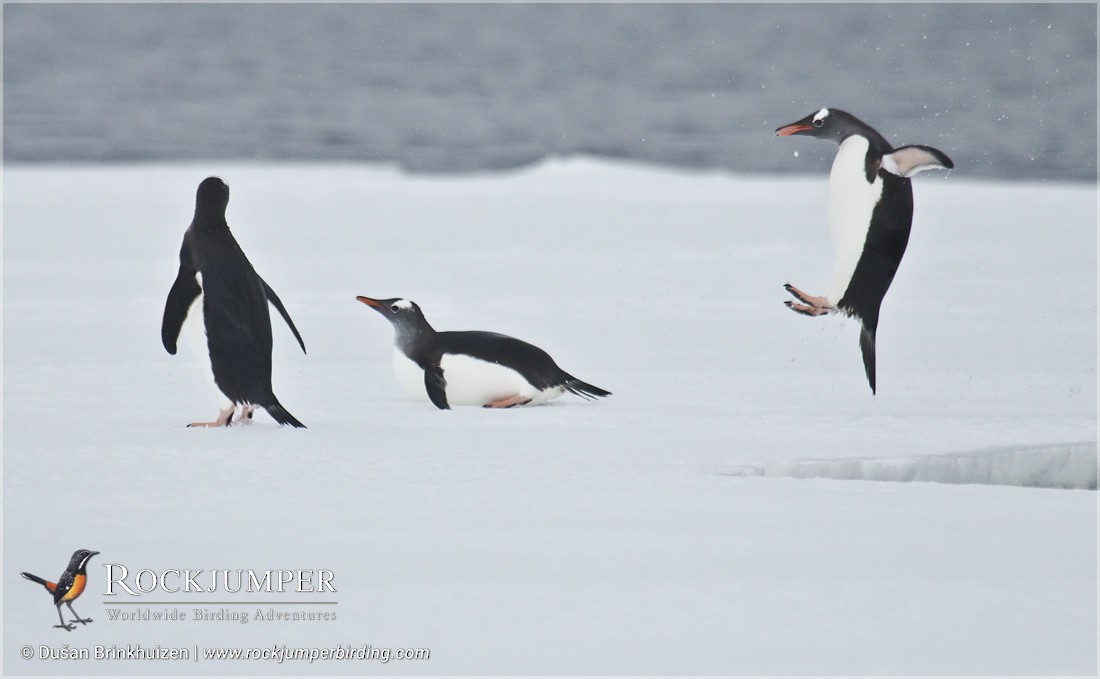 Gentoo Penguin - ML204894591