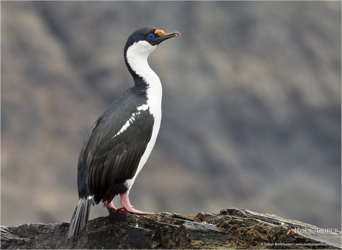 Imperial Cormorant (South Georgia) - Dušan Brinkhuizen