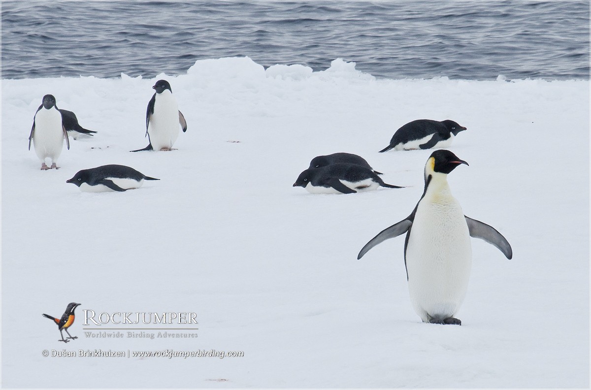 Emperor Penguin - ML204894751