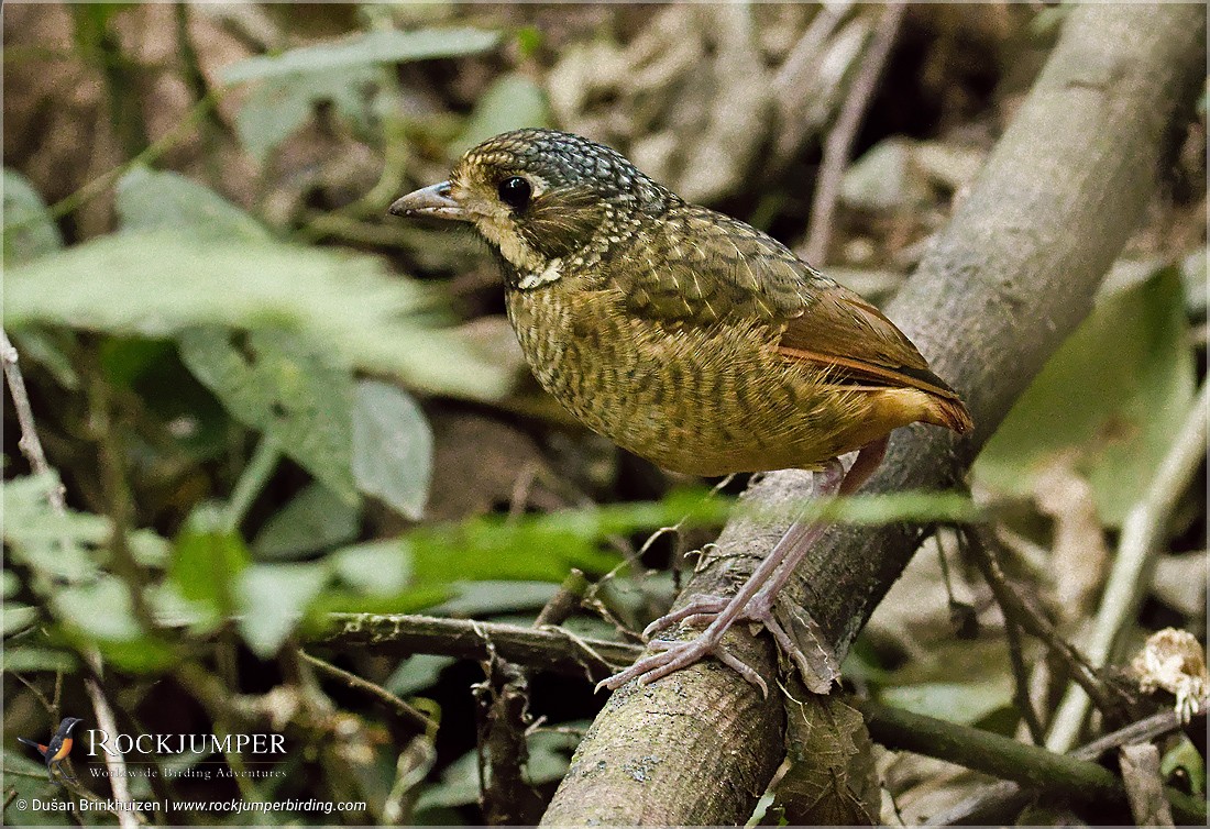 Variegated Antpitta - ML204894791