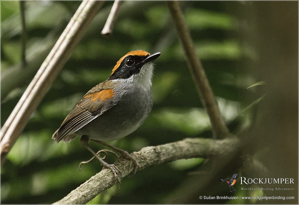 Black-cheeked Gnateater - ML204894841