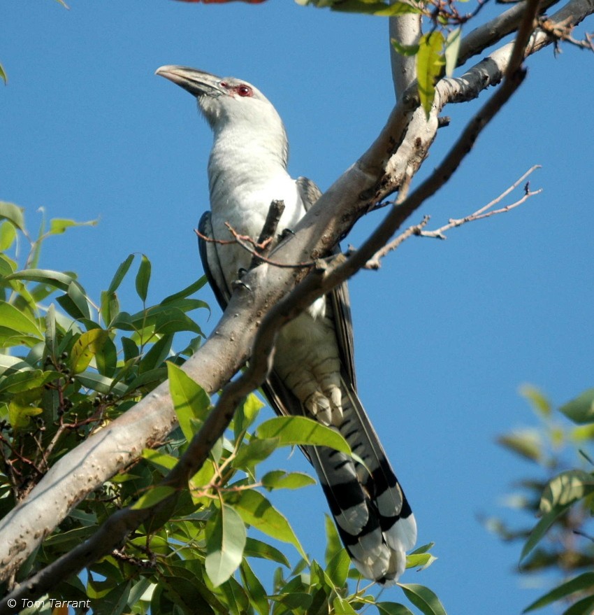 Channel-billed Cuckoo - Tom Tarrant