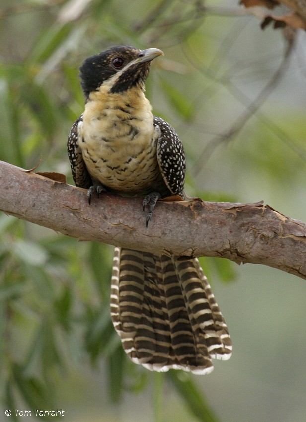 Pacific Koel (Australian) - ML204895041