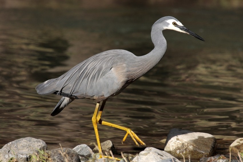 White-faced Heron - Tom Tarrant