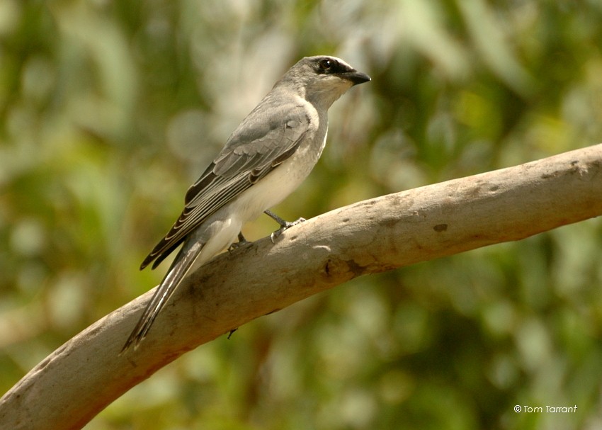 White-bellied Cuckooshrike - Tom Tarrant