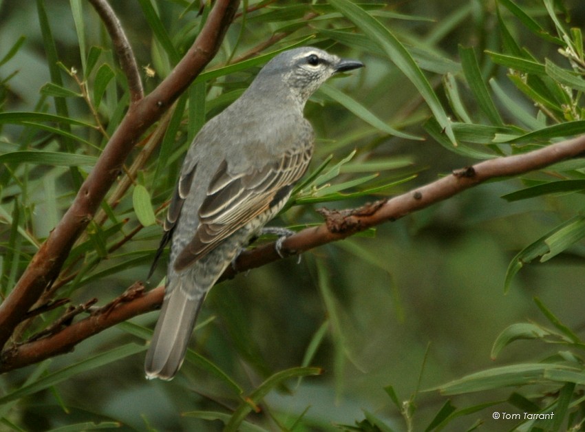 Sahul Cicadabird - ML204895141
