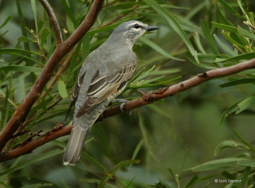 Common Cicadabird (Slender-billed) - ML204895141