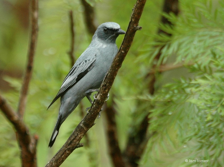 Common Cicadabird (Slender-billed) - Tom Tarrant