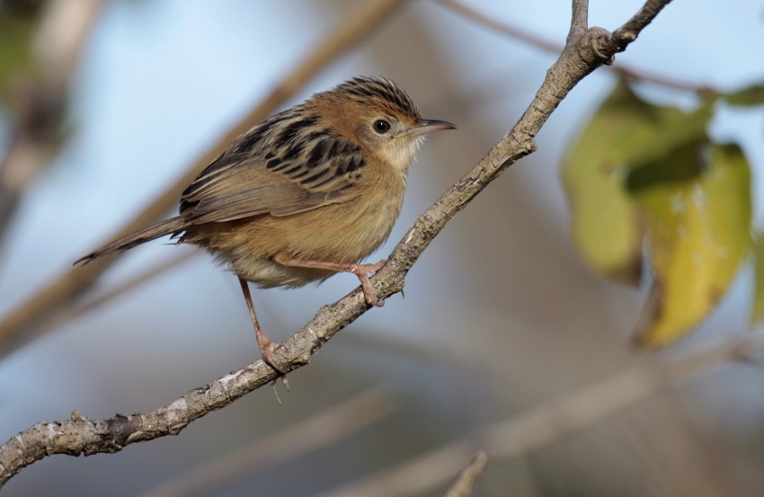 Golden-headed Cisticola - Tom Tarrant