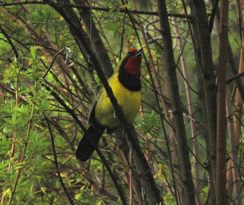 Doherty's Bushshrike - ML204895431