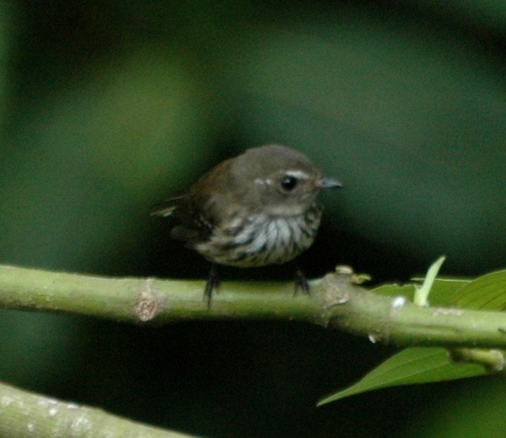 Fiji Streaked Fantail (Fiji) - Tom Tarrant